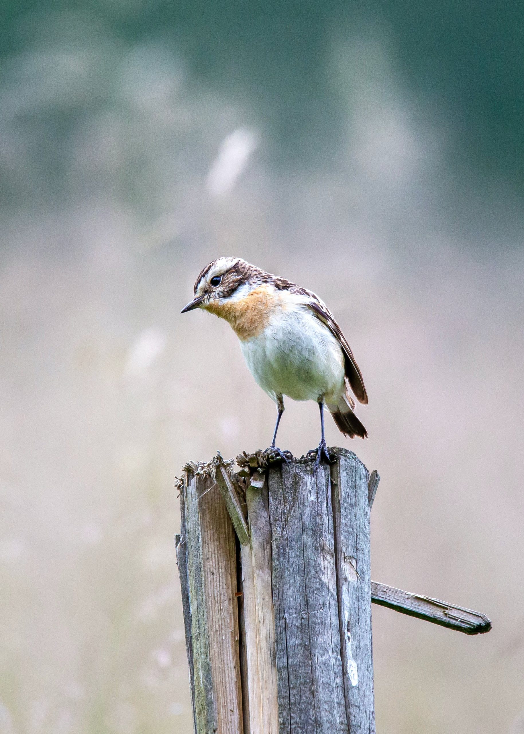 Attract Grosbeaks: Top 3 Safflower Seed Mixes For Colorful Grosbeaks