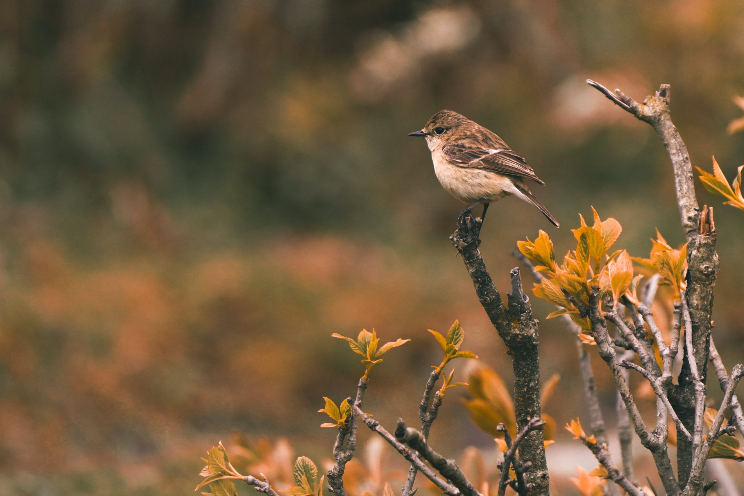 Attract Grosbeaks: Top 3 Safflower Seed Mixes For Colorful Grosbeaks