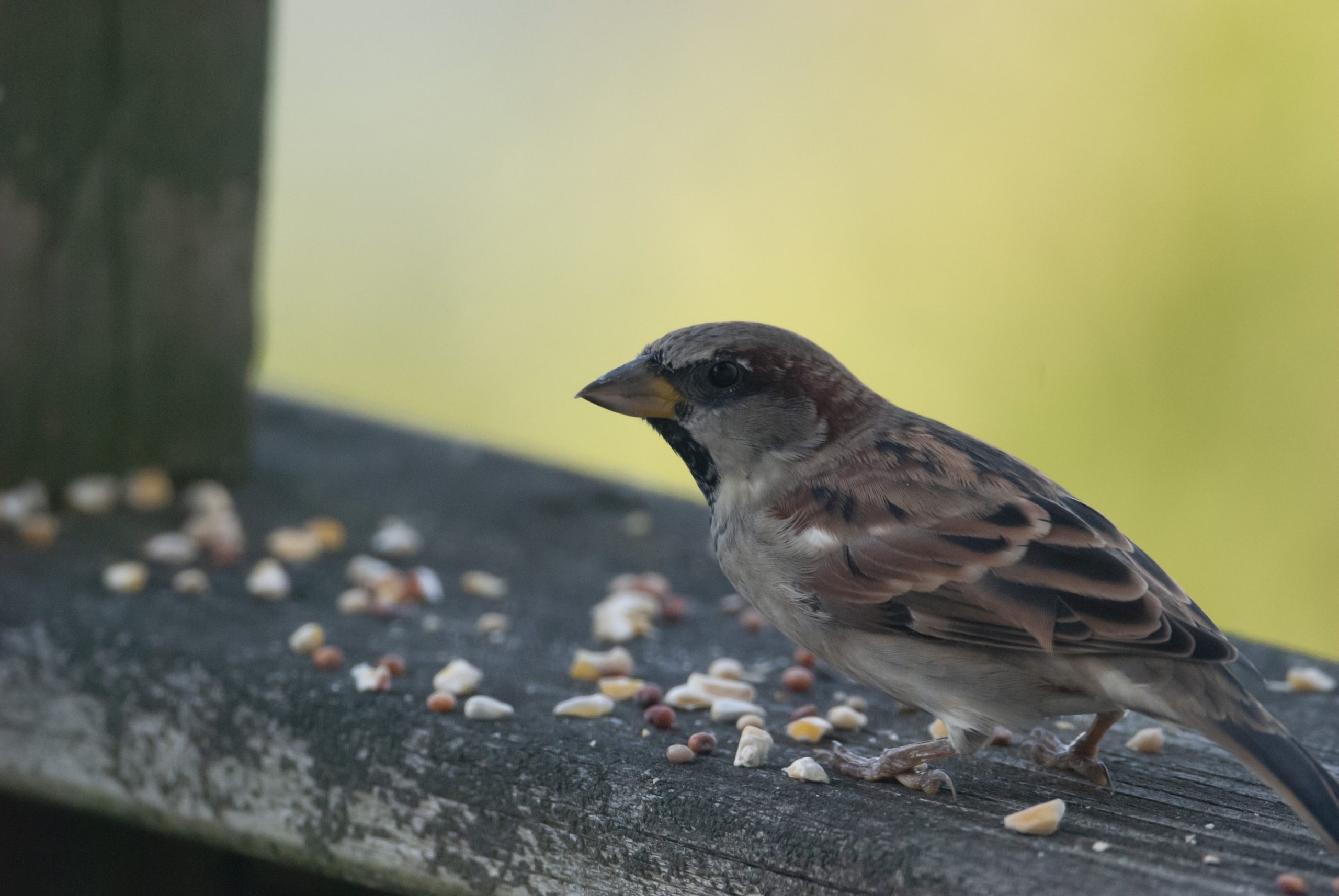 Attract Parakeets: Top 3 Seed Mixes For Parakeets In Your Yard