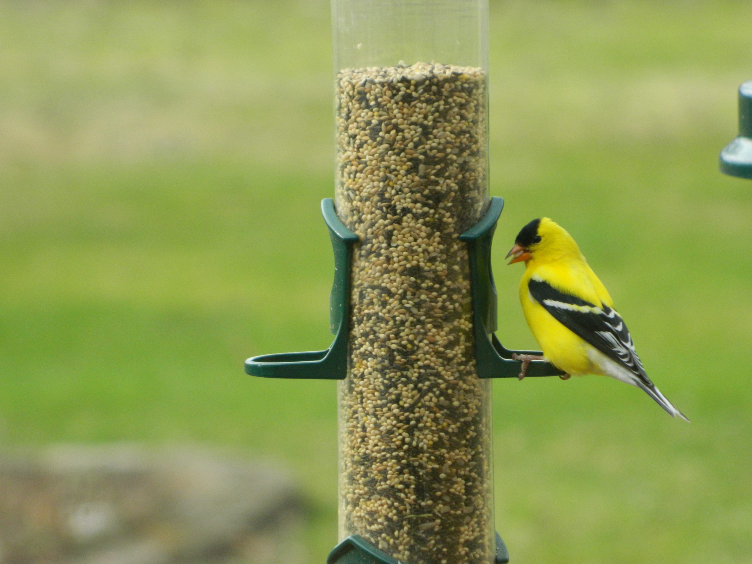 Attract Parakeets: Top 3 Seed Mixes For Parakeets In Your Yard