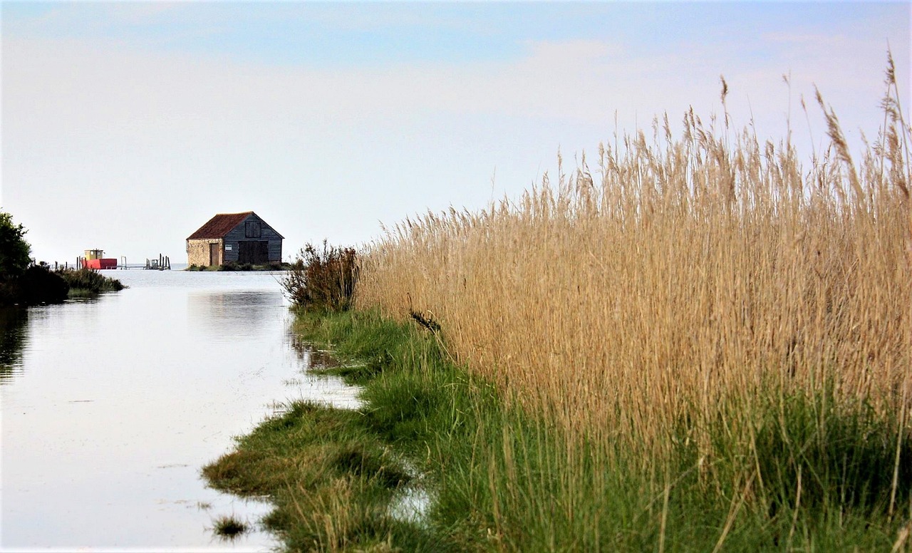 Attract Snipes: Top 3 Marshland Foods For Snipes