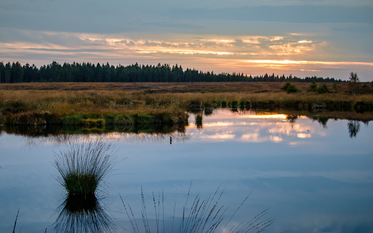 Attract Snipes: Top 3 Marshland Foods For Snipes