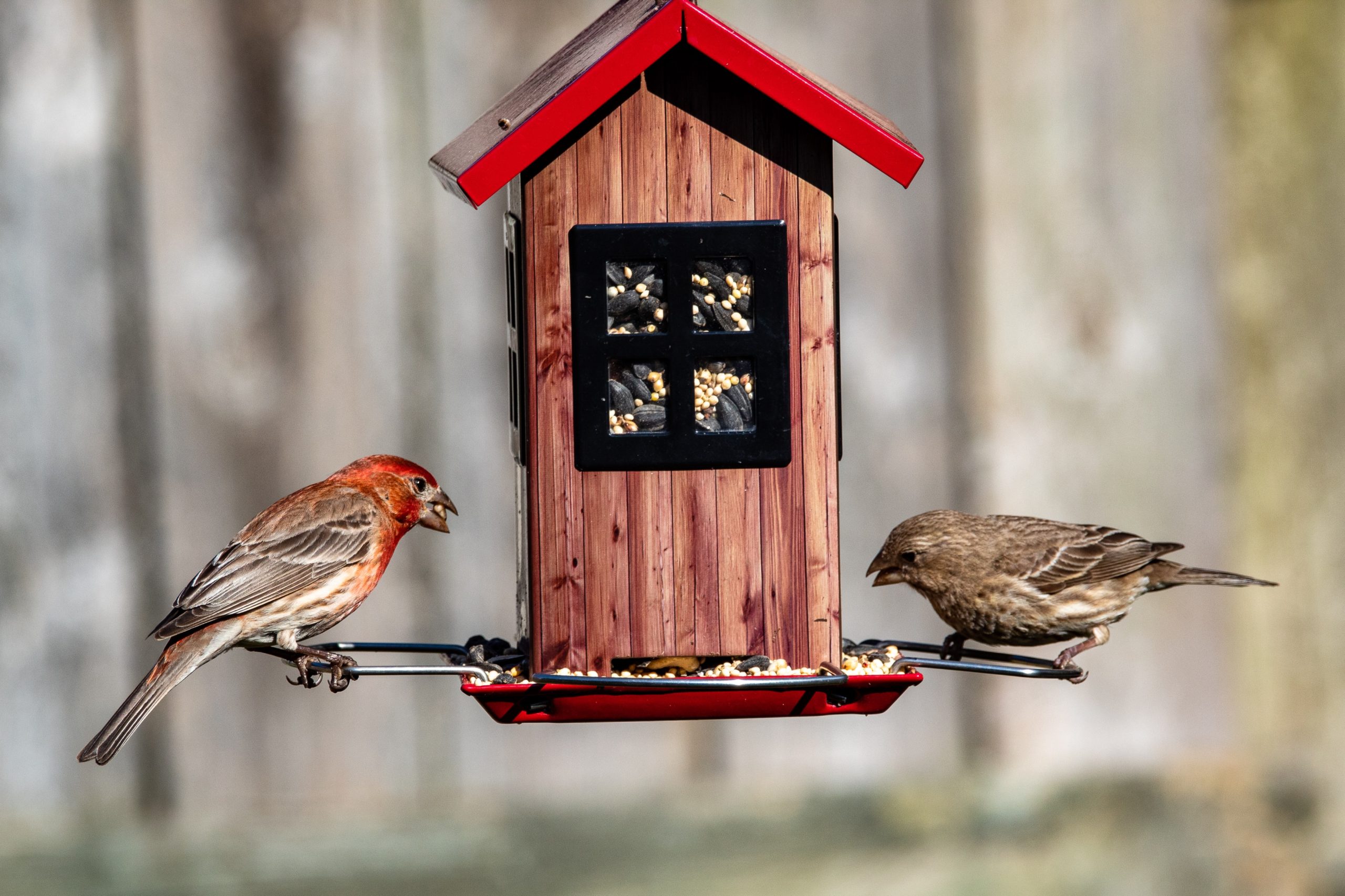 Backyard Birdwatch: Using Pennington Seeds To Attract Diverse Birds
