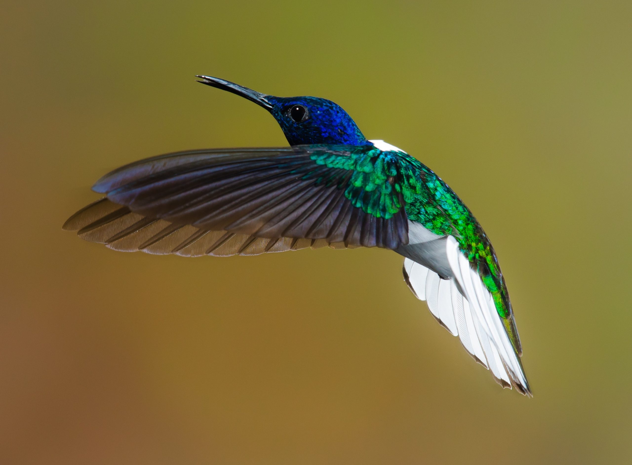 Birding Oasis: Creating A Haven For Feathered Friends