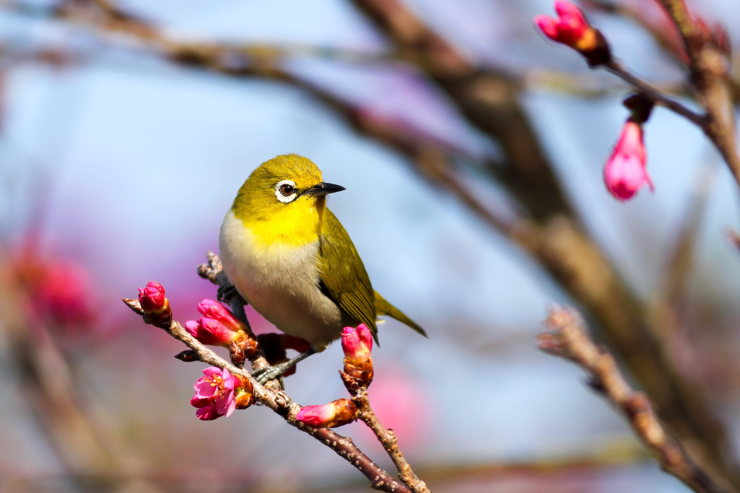 Birding Oasis: Creating A Haven For Feathered Friends