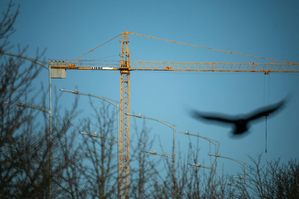 Black Phoebe Flycatcher Fanfare: Tips For Urban Birding