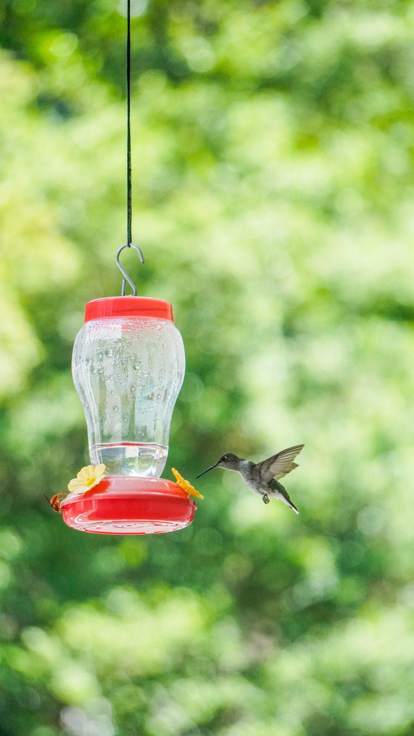 Blue Jay Buffet: Special Feeders And Foods For Texas’ Colorful Visitor