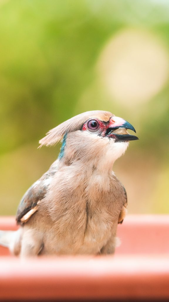 California Scrub-Jay Station: Attracting The Inquisitive Bird