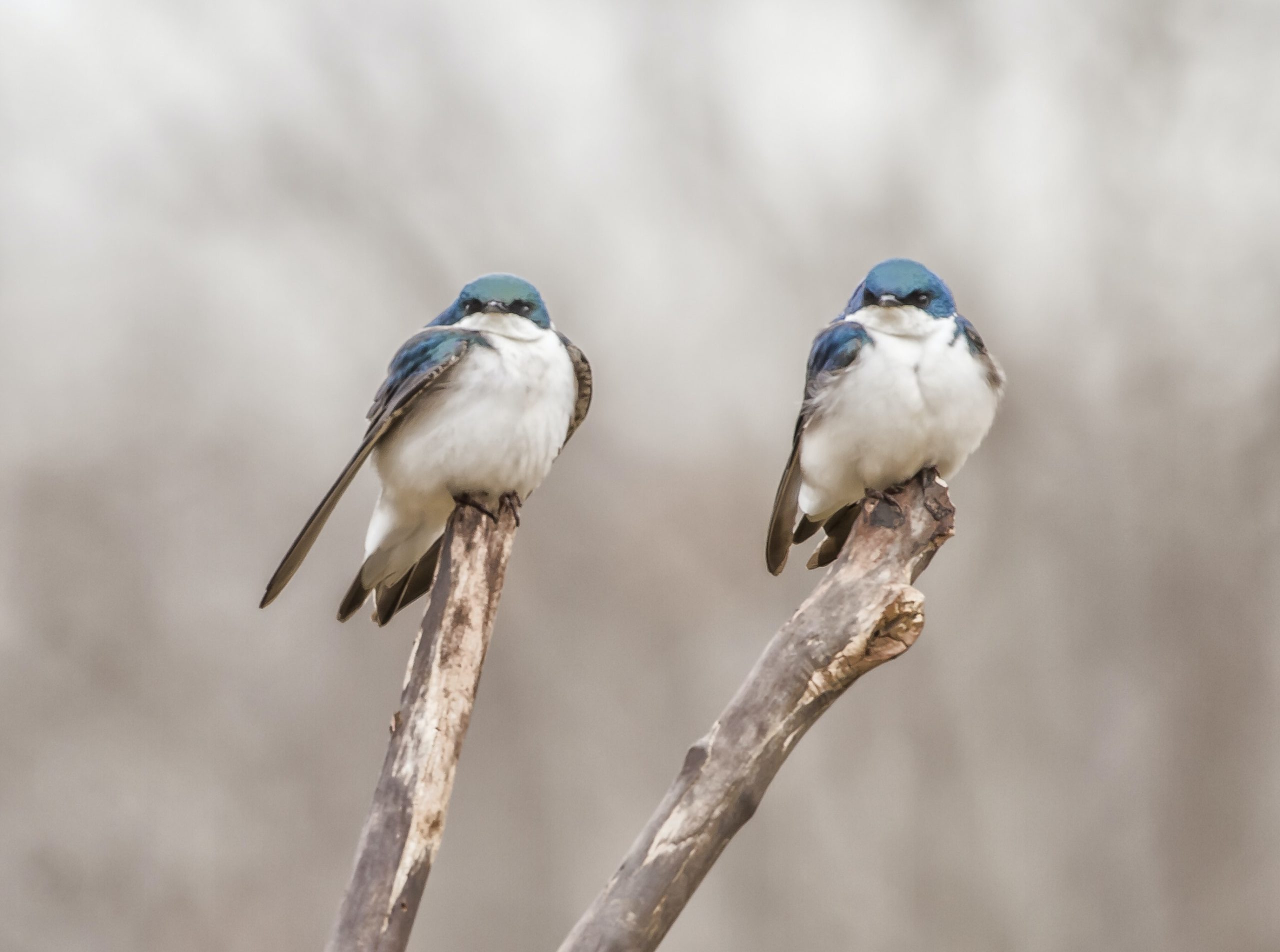 Channel Island Song Sparrow Spotlight: Rare Bird Awareness