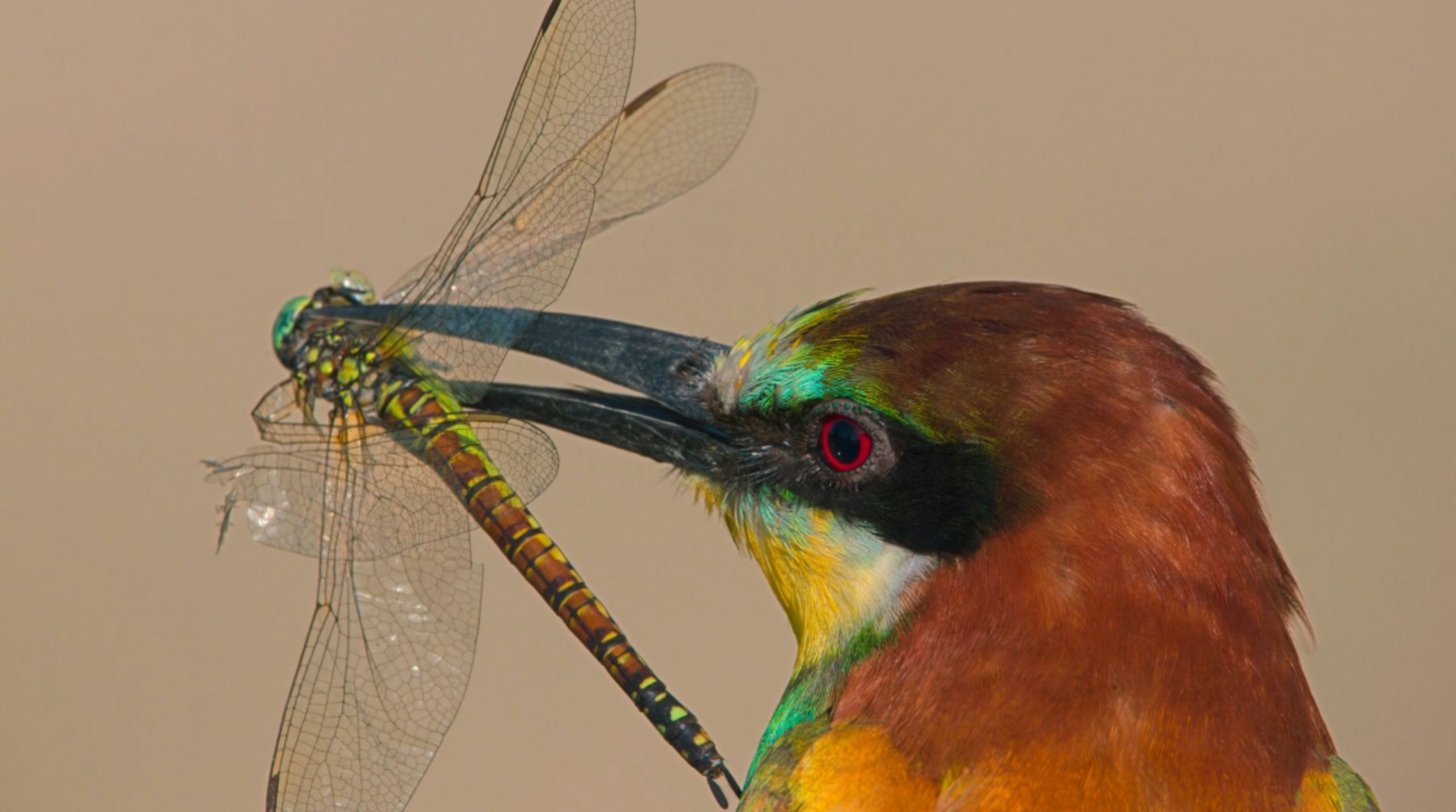 Charm Bee-Eaters: Top 3 Insect-Based Delights For Bee-Eaters