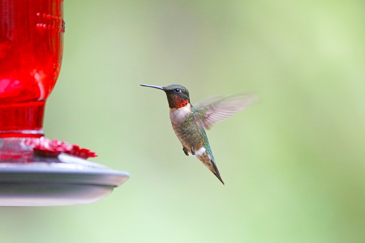 Create A Bird Feeding Haven With Multi-Level Stations