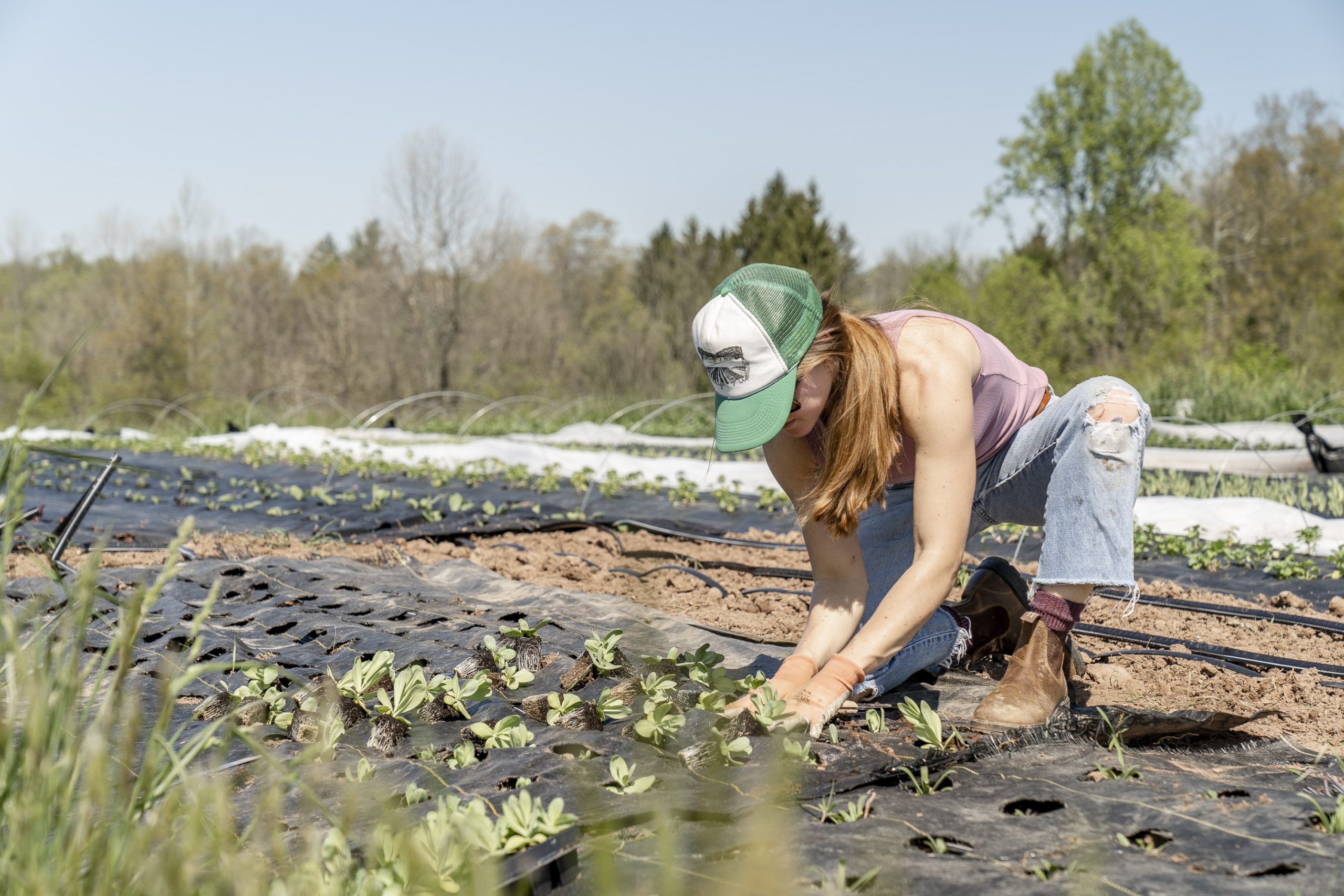 Discover Goldfinches: Top 3 Nyjer Seed Mixes To Try In Your Garden