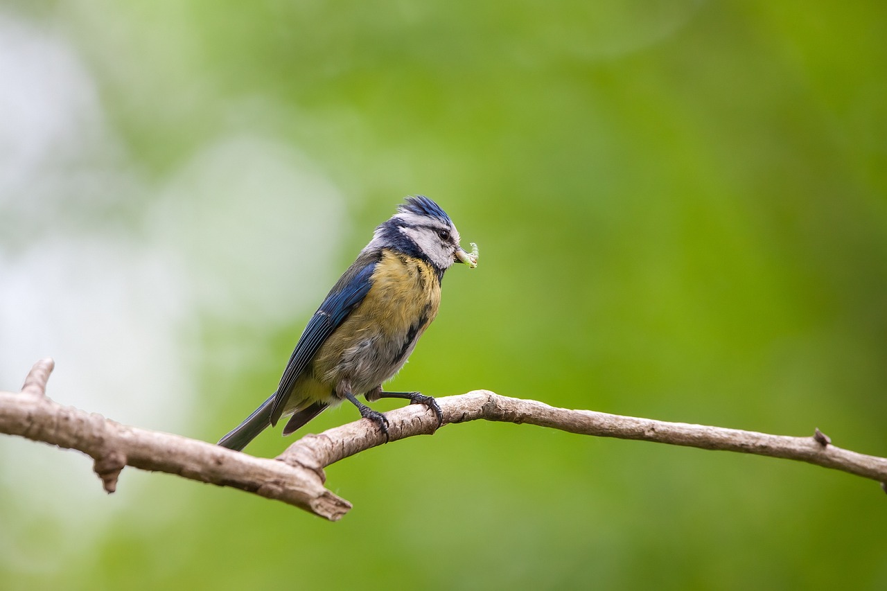 Enjoy Reed Warblers: Top 3 Insect Treats Warblers Love