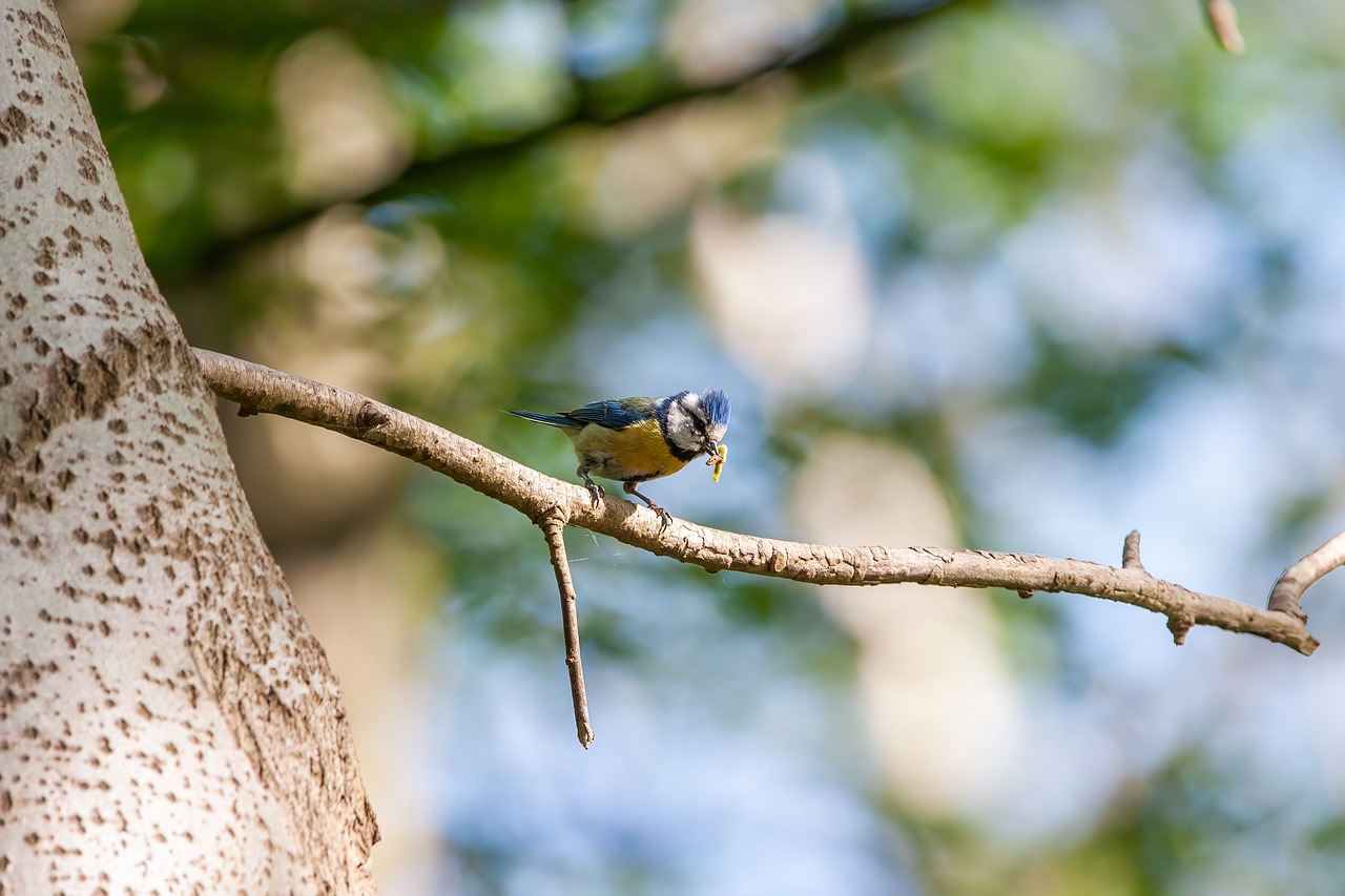 Enjoy Reed Warblers: Top 3 Insect Treats Warblers Love