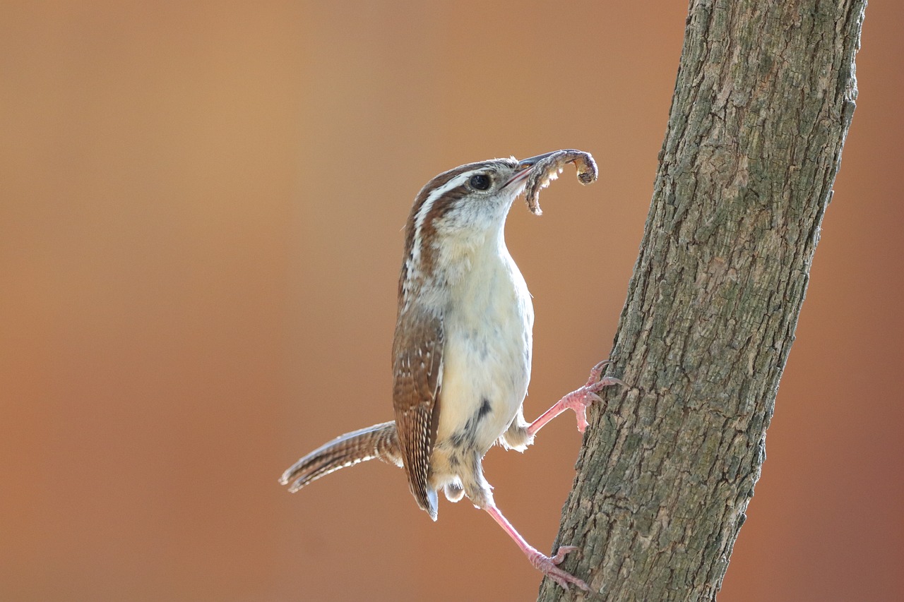 Enjoy Reed Warblers: Top 3 Insect Treats Warblers Love