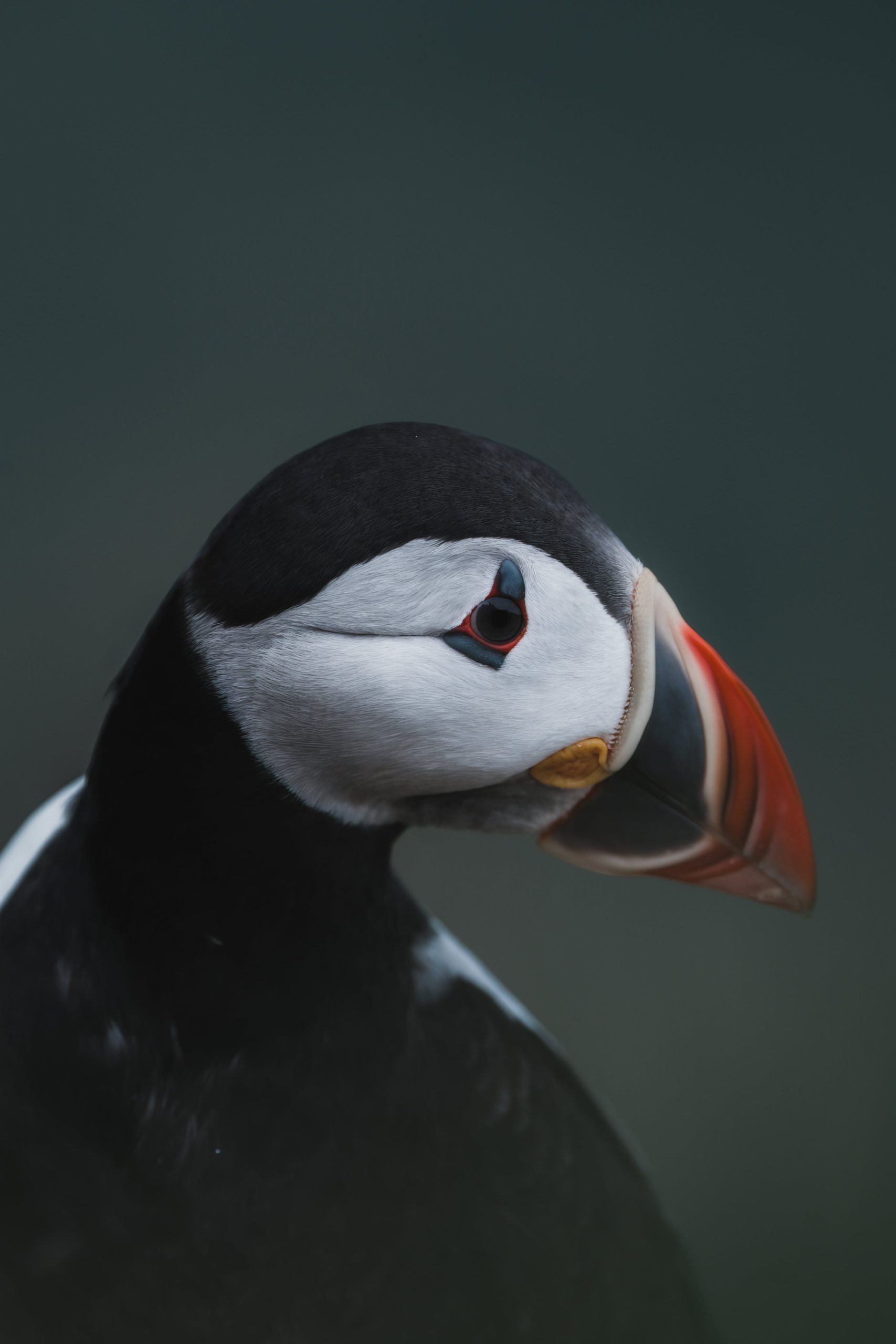 Entice Puffins: Top 3 Seafood Options For Coastal Bird Lovers