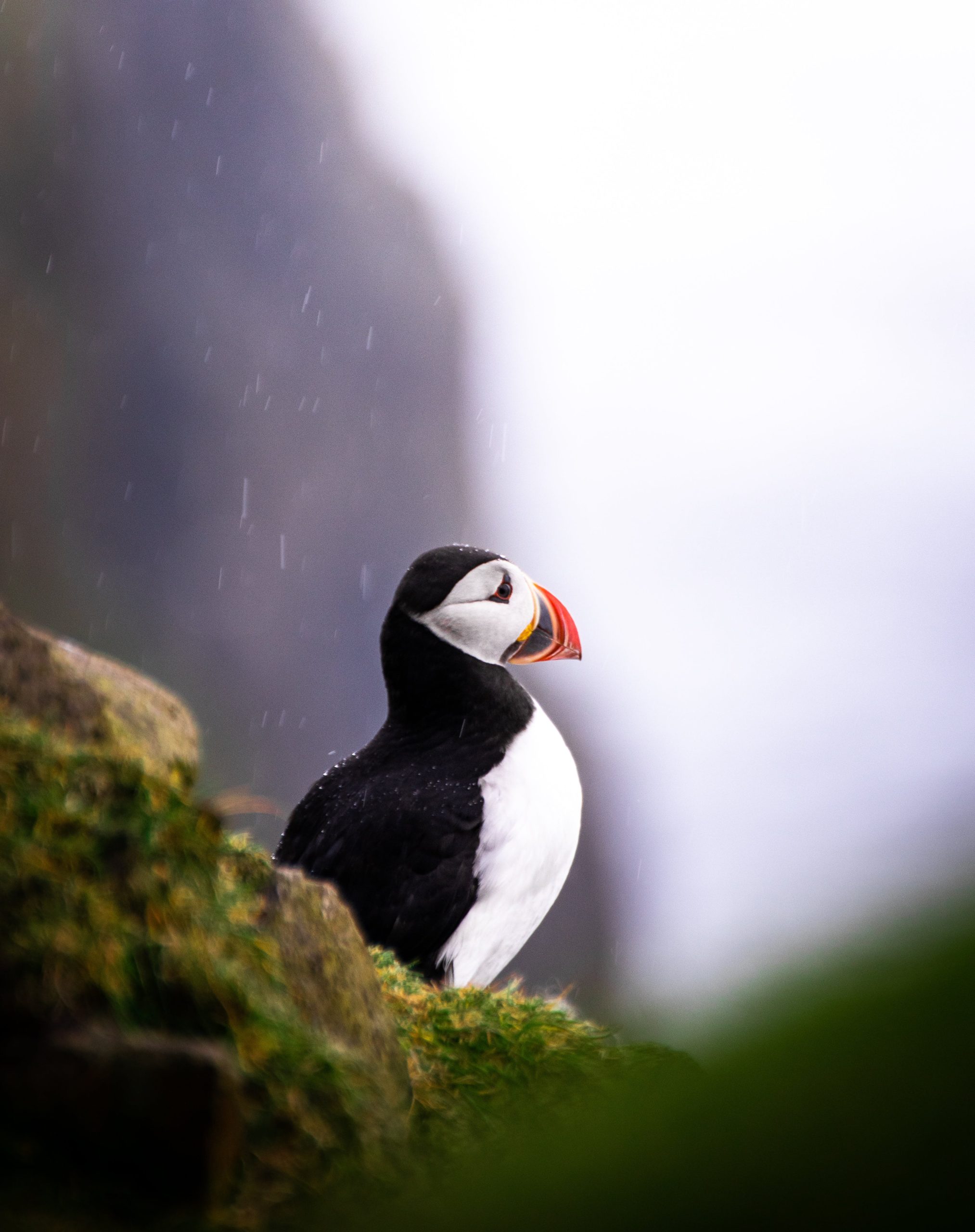 Entice Puffins: Top 3 Seafood Options For Coastal Bird Lovers