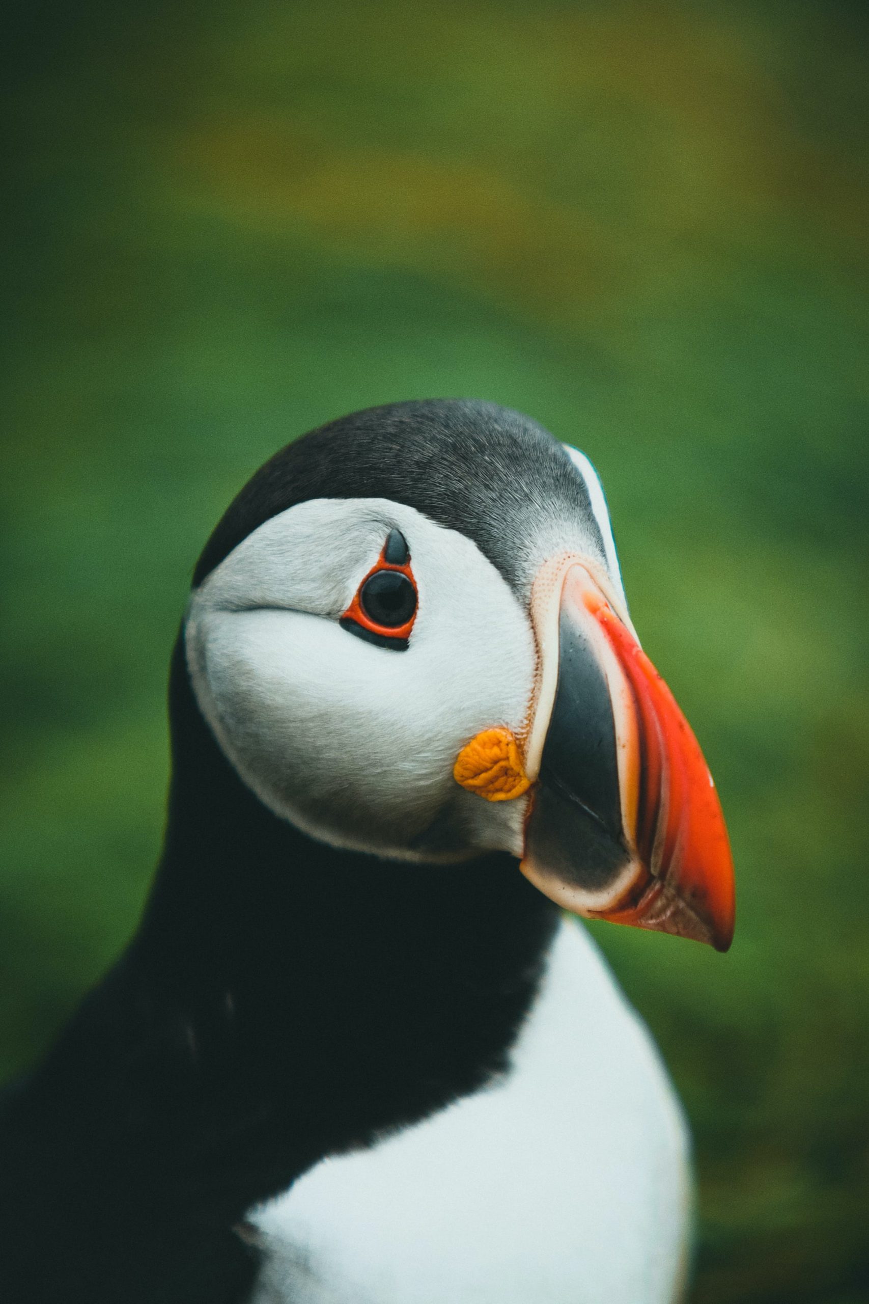 Entice Puffins: Top 3 Seafood Options For Coastal Bird Lovers