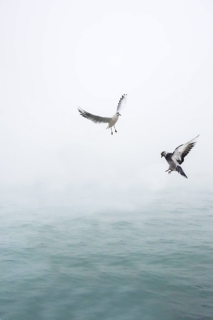 Heermanns Gull Getaway: Seabird Watching Tips