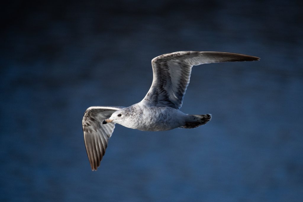 Heermanns Gull Getaway: Seabird Watching Tips