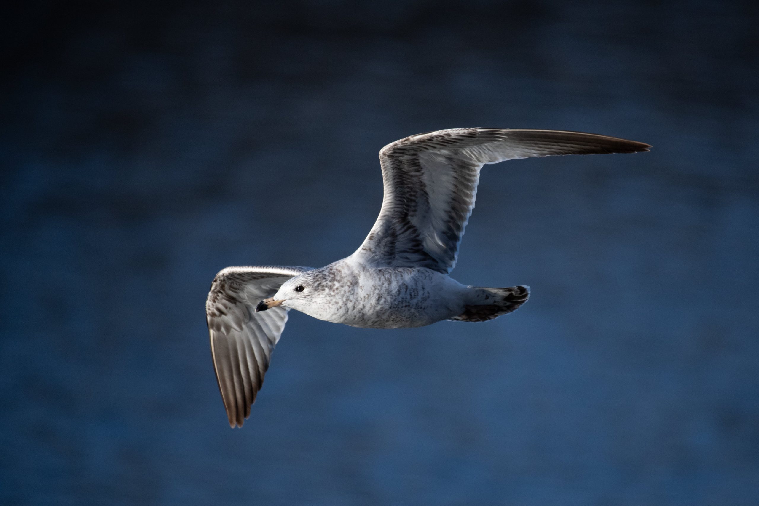 Heermann’s Gull Getaway: Seabird Watching Tips