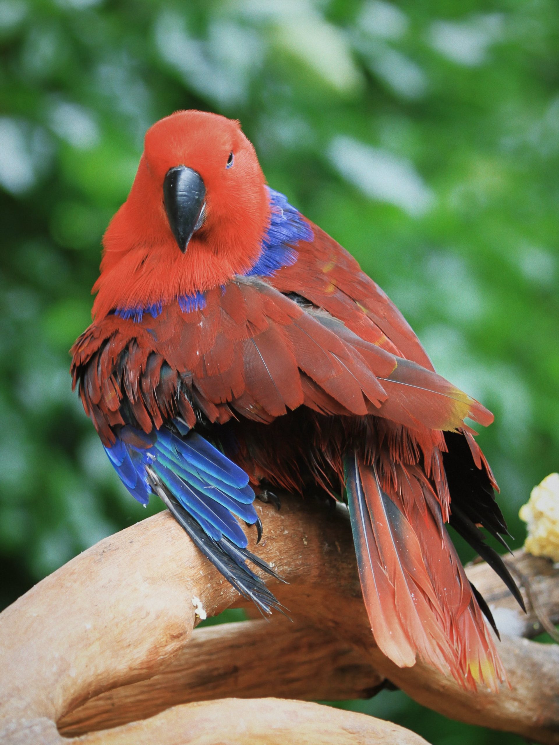 Keep Seeds Fresh And Ready With Bird Seed Storage