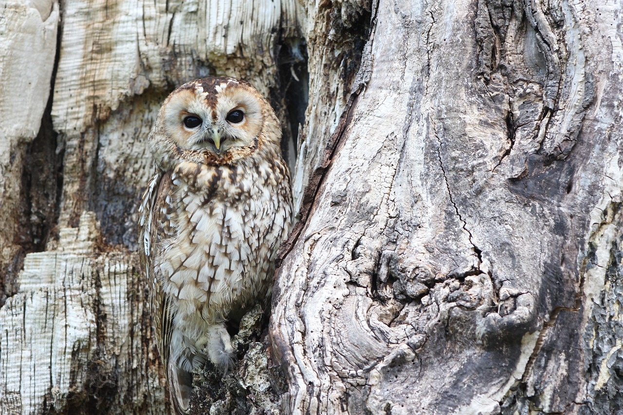 Lure Owlets: Top 3 Nighttime Snacks For Young Owls