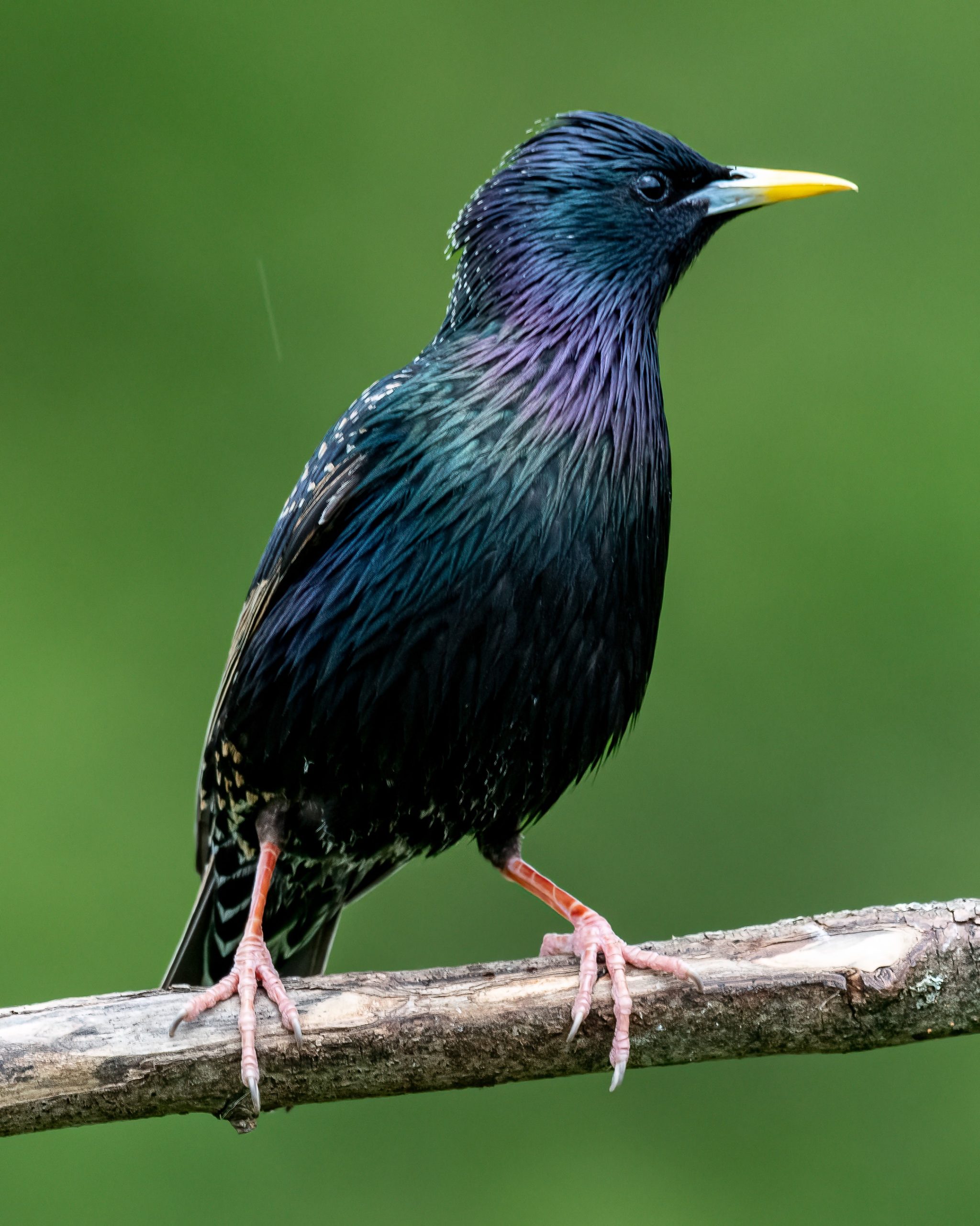 Lure Starlings: Top 3 Suet Cake Recipes For A Flock Of Starlings