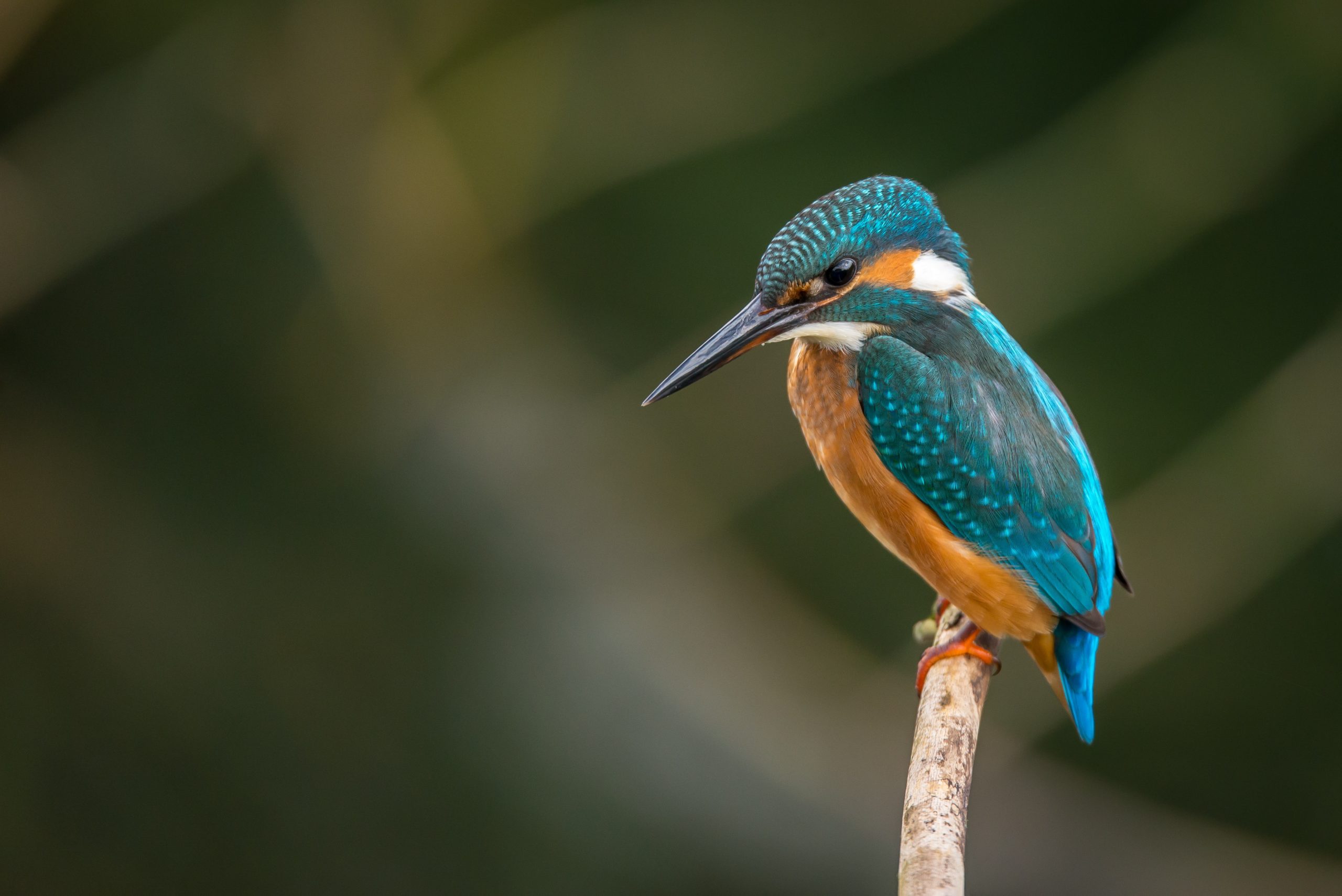 Nuttall’s Woodpecker Nook: Inviting The Local Woodpeckers