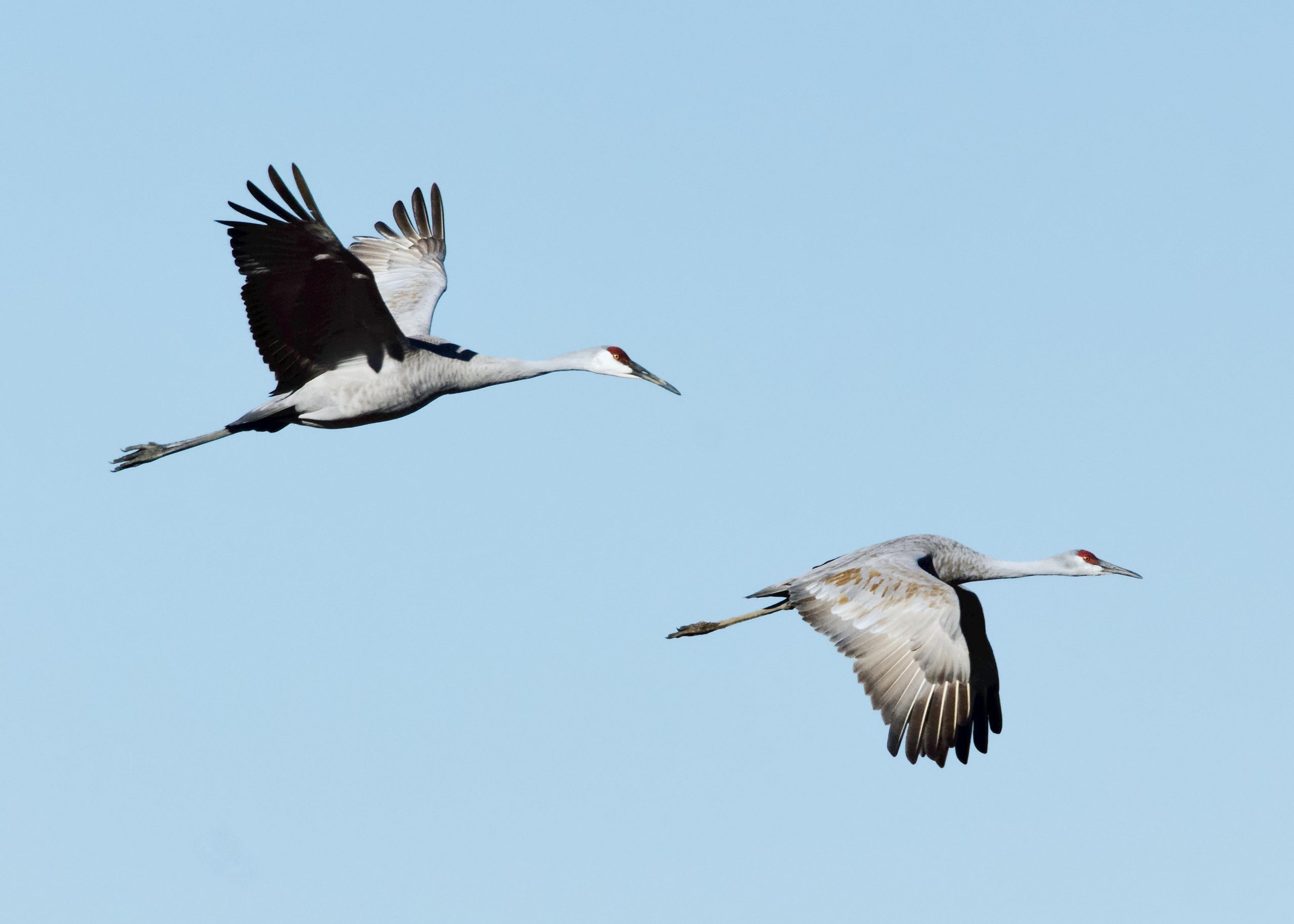 Safeguard Your Birds: Use Reflective Bird Tape