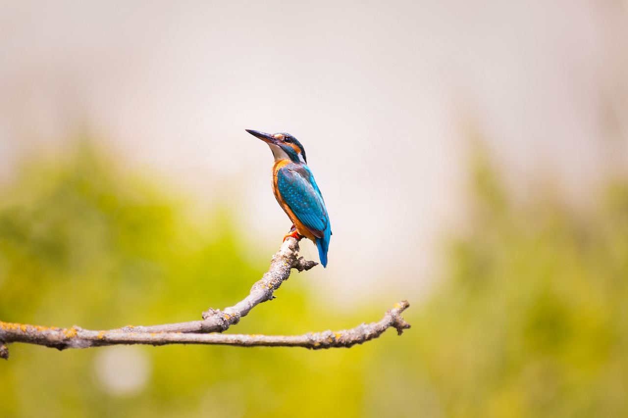 Scissor-tailed Flycatcher Fantasy: Attracting Texas’ Graceful Bird