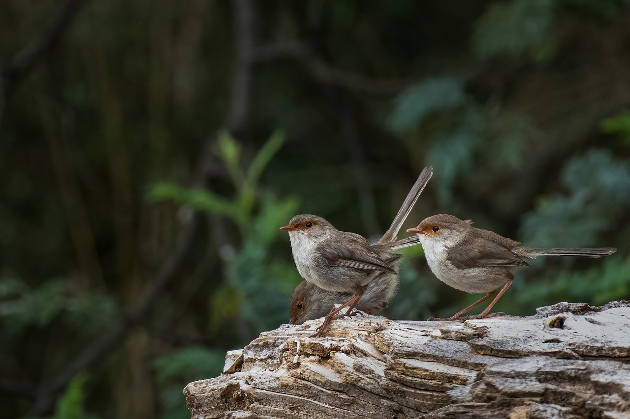 Spot Finches: Top 3 Finch Blend Seeds For Your Feeders