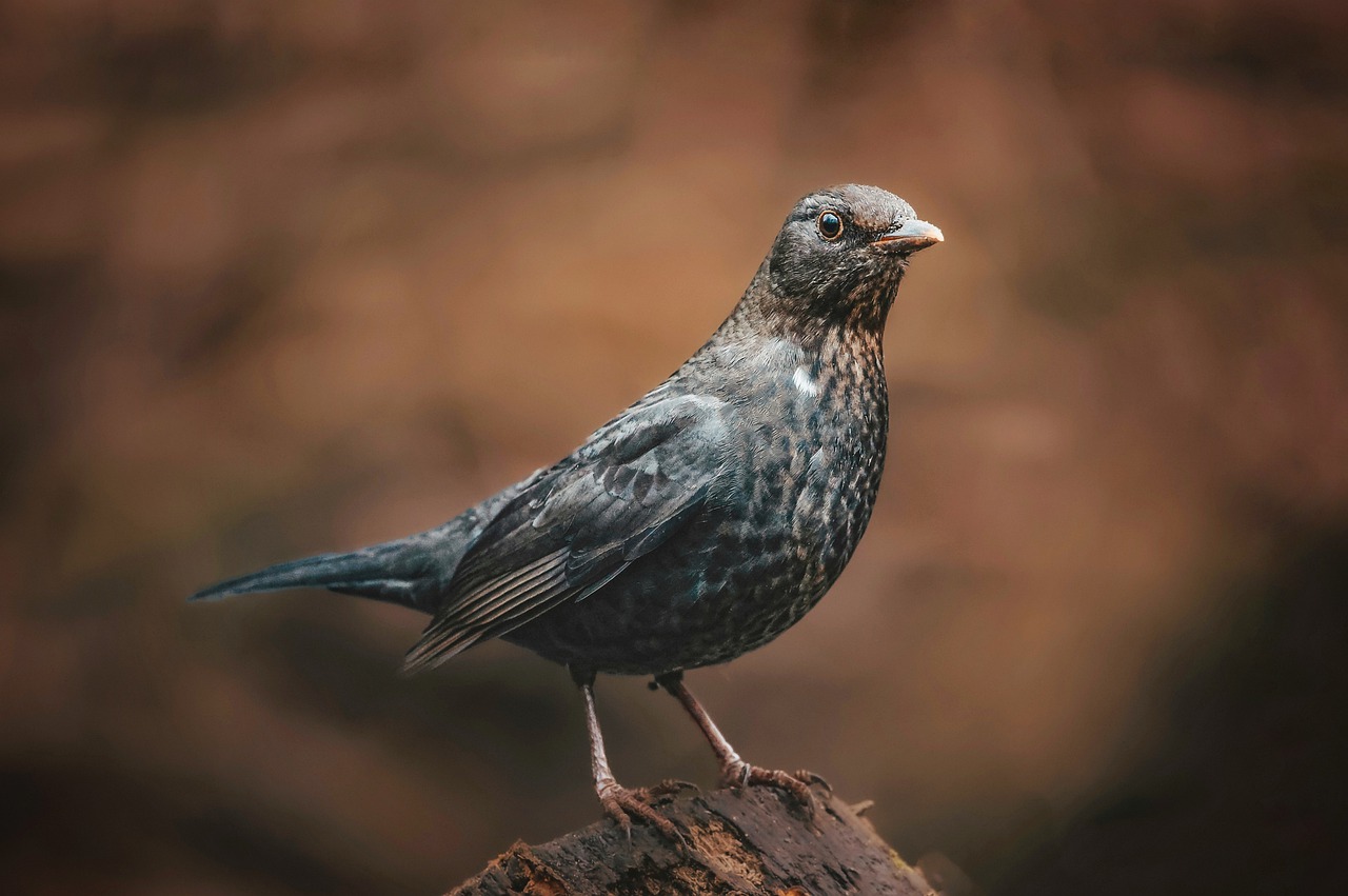 Spot Lesser Redpolls: Top 3 Small Seed Feeds For Redpolls