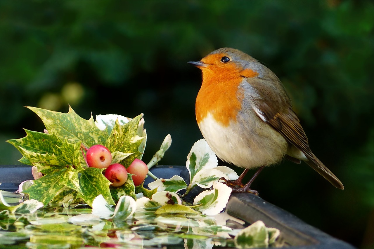 Transform Your Yard With A Bird Bath: See Birds Splash And Play!