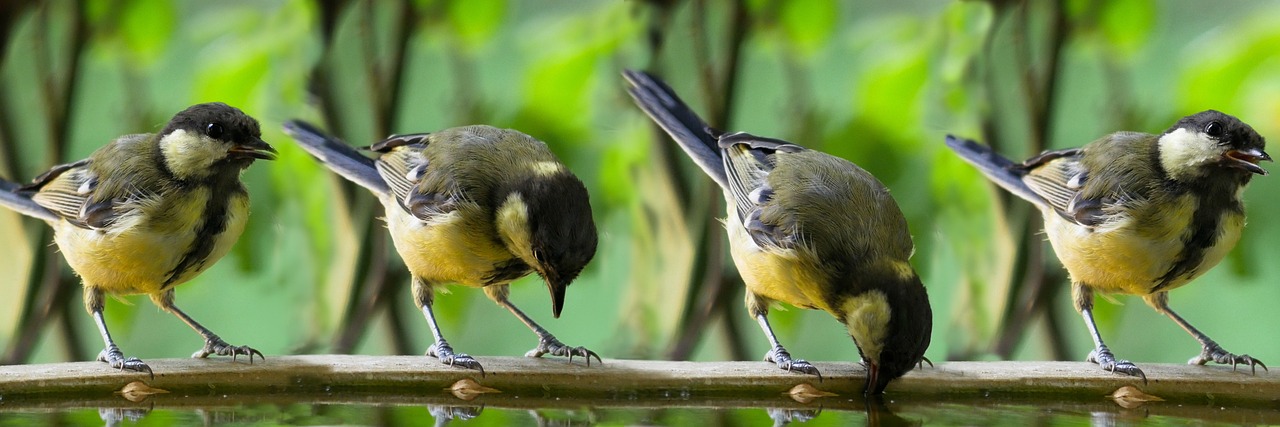 Transform Your Yard With A Bird Bath: See Birds Splash And Play!