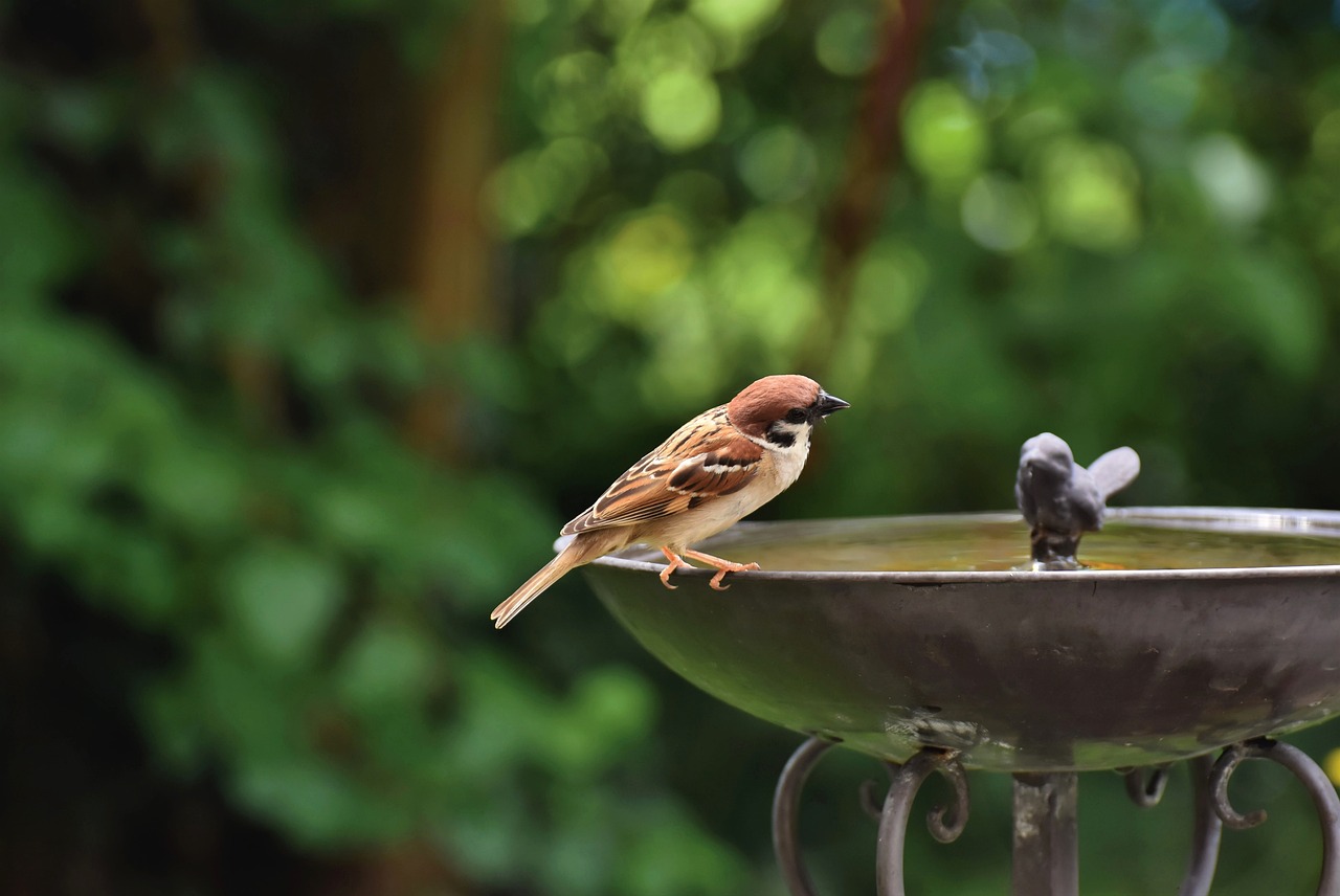 Transform Your Yard With A Bird Bath: See Birds Splash And Play!