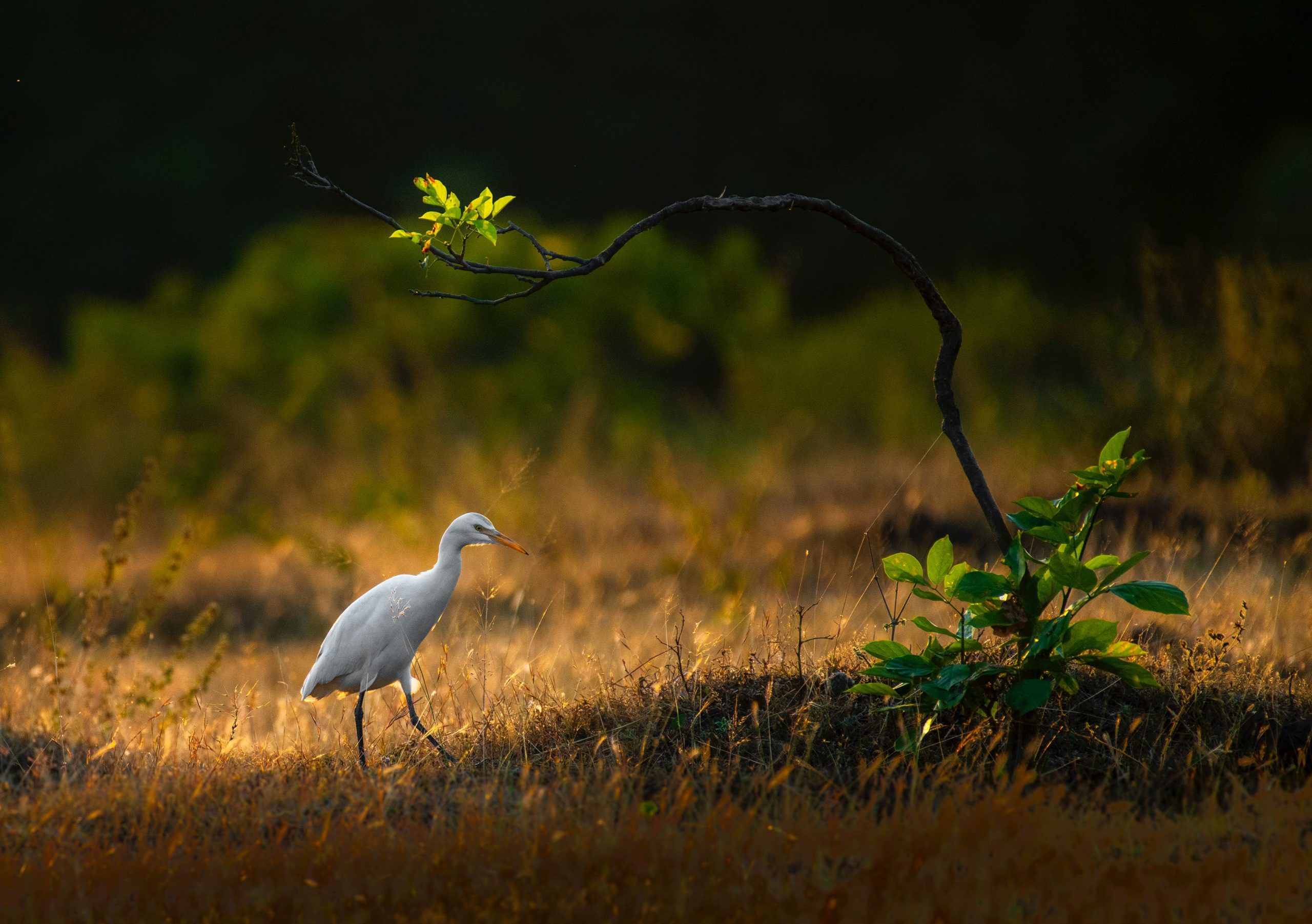 Watch For Herons: Top 3 Fish Foods To Attract Water Birds