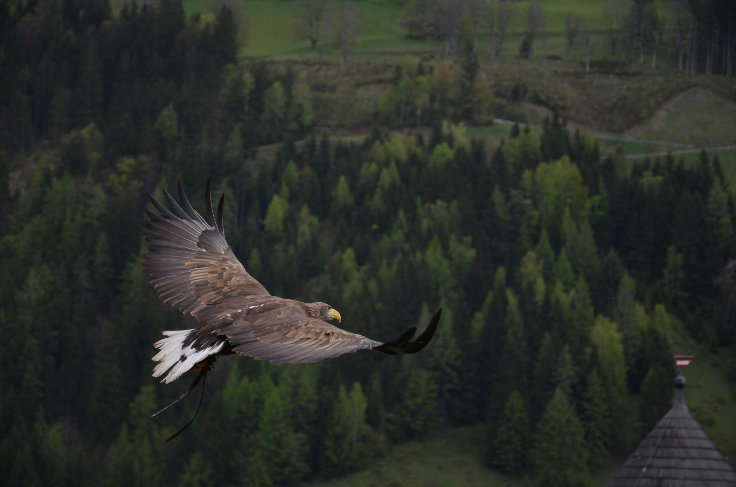 Watch For Kestrels: Top 3 Prey Simulations For Small Raptors