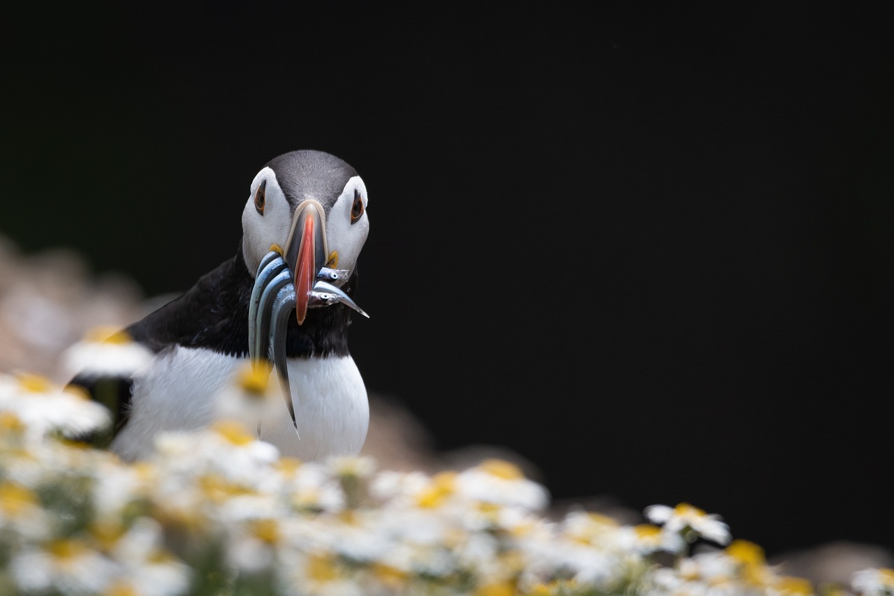 Welcome Crows: Top 3 Food Ideas To Make Crows Your Friends