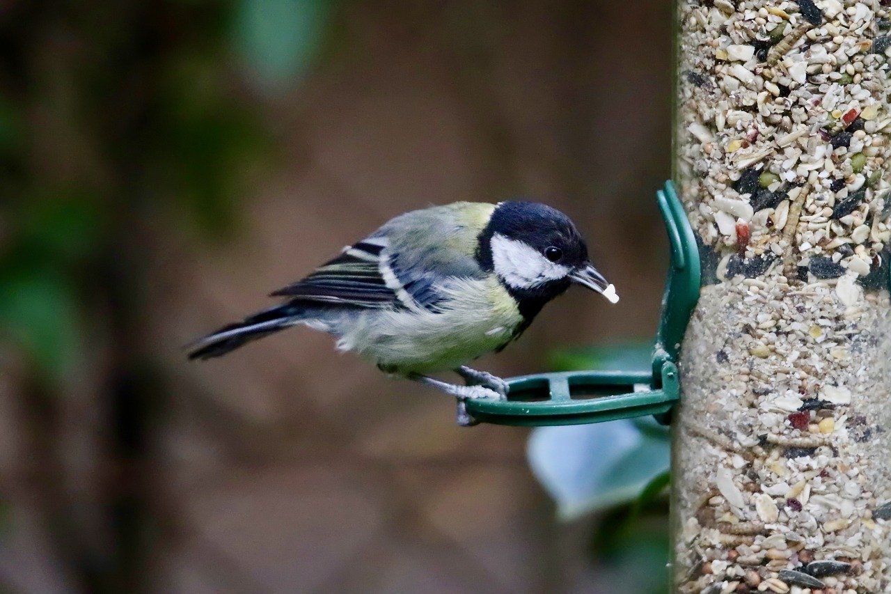 Welcome Crows: Top 3 Food Ideas To Make Crows Your Friends