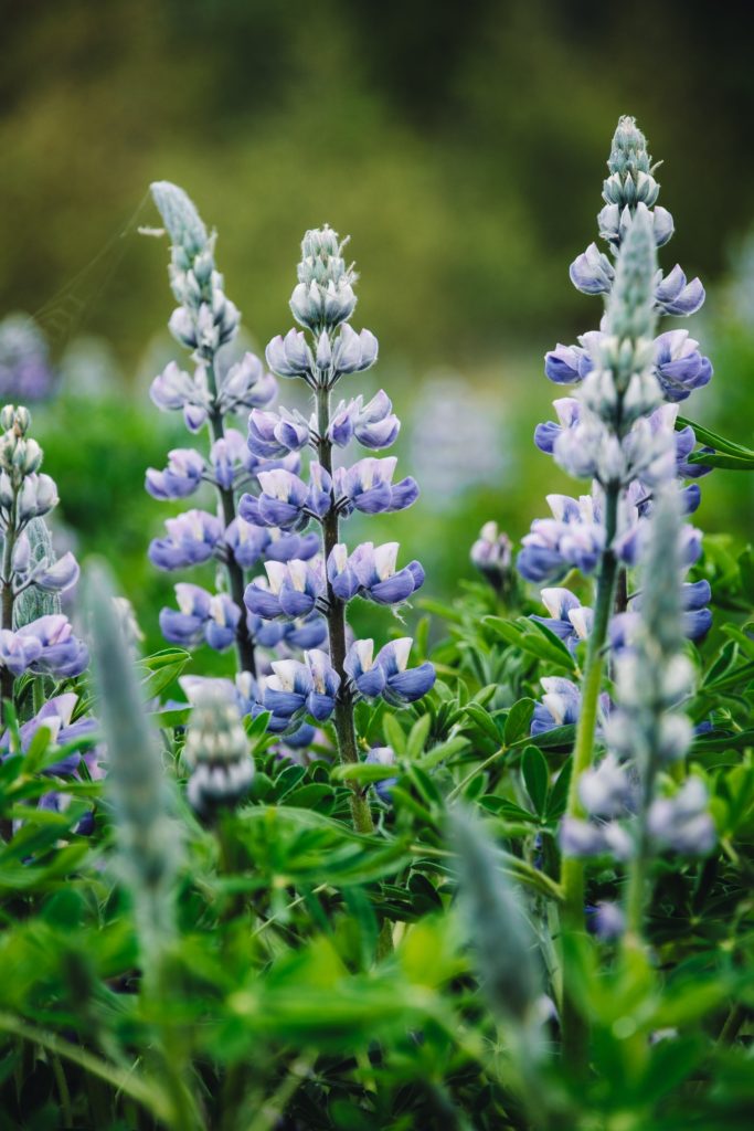 Western Bluebird Bliss: Nesting Tips For California Gardens