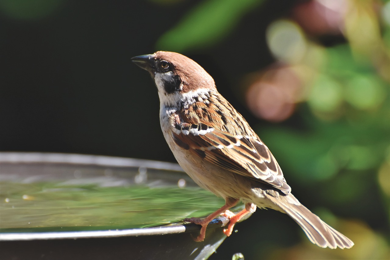 Winter Bird Care: Provide A Heated Bird Bath