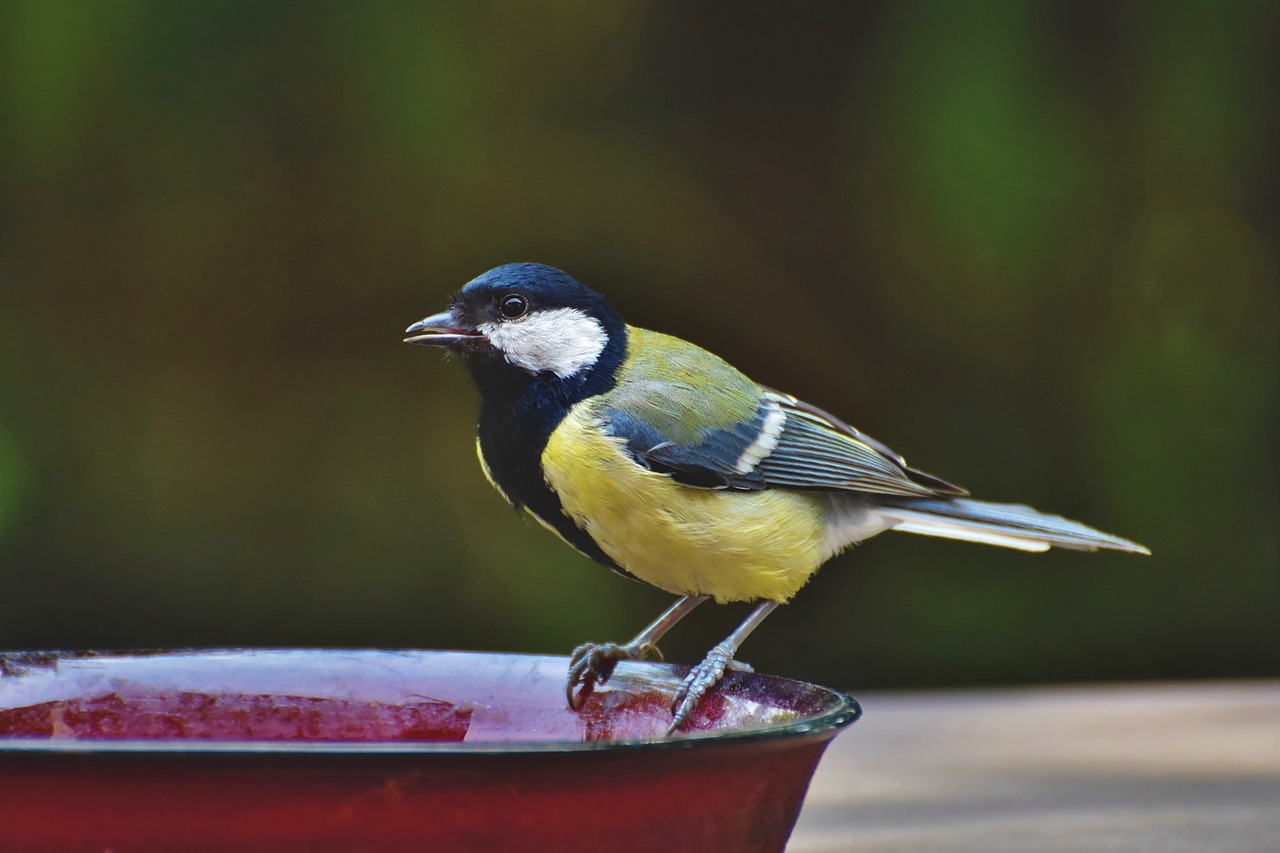 Winter Bird Care: Provide A Heated Bird Bath