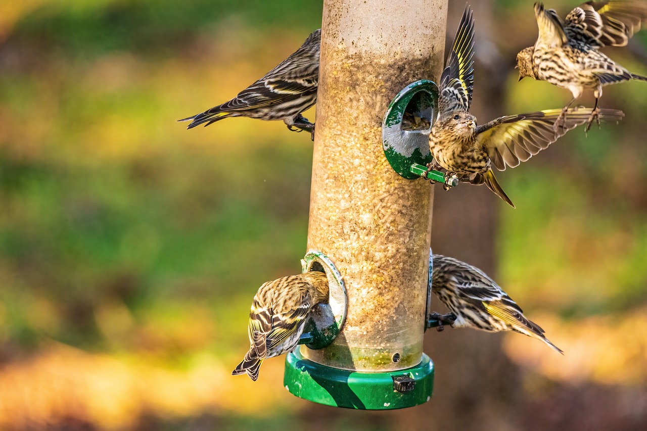 Witness Wood Pigeons: Top 3 Seed And Grain Blends For Pigeons